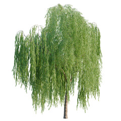 Salix babylonica tree, elevation, front view, cutout, transparent background, isolate, Weeping Willow Tree with Drooping Branches on Transparent Background for Design Elements © DH Tree Stock