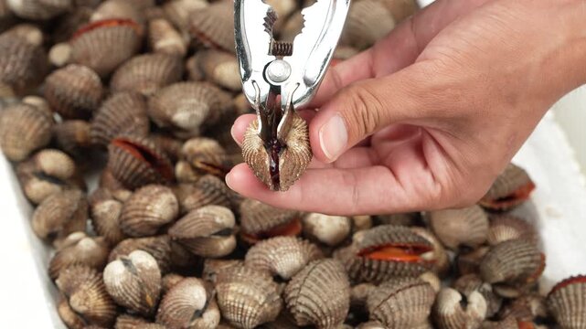 Opening fresh live blood cockle shell with a metal tool