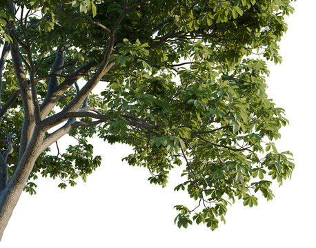 Aesculus hippocastanum tree, corner view, cutout, isolate, transparent background, Detailed Chestnut Tree Branch with Lush Green Leaves - Perfect for Nature Backgrounds and Designs