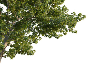 Fototapeta premium Populus x canadensis tree, corner view, cutout, isolate, transparent background, Realistic Tree Branch with Lush Green Foliage - Perfect for Nature Scenes and Backgrounds