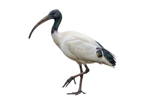 White ibis bird standing on one leg outdoors isolated on transparent background