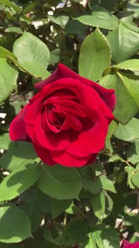 Red rose on shrub in the wind