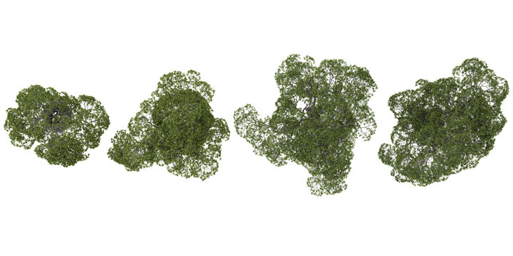 Collection of Fraxinus plants on transparent background from the top view