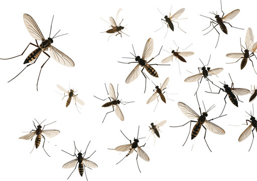 Swarm of Mosquito Vector Elements for Pest Control Marketing, Health Education Materials, Warning Signs, and Insect Infestation Graphic Designs