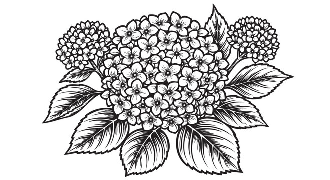 Hydrangea flower, black and white illustration, line art, floral design element, botanical vector