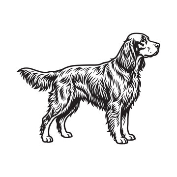 English setter dog breed illustration