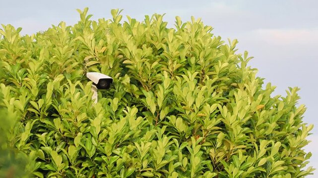Cam&eacute;ra de vid&eacute;osurveillance dissimul&eacute;e dans une haie dense de feuillage vert en ext&eacute;rieur