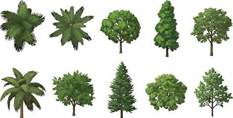 Fototapeta premium Set of various green trees and palm trees isolated on white background for landscape design vector illustration