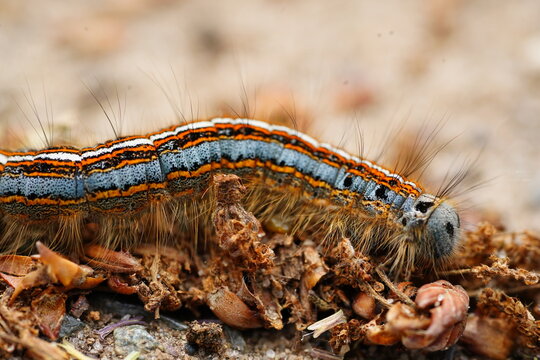 A caterpillar of the lackey moth (Malacosoma neustria) crawling along a twig near the municipality of Wietze in the district of Celle, Germany.