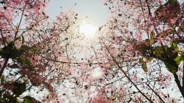 Fluffy pink smokebush branches shine brightly against the sunny sky. This dreamy view creates a magical feeling of pure joy and wonder. The warm sunlight fills the scene with peace.