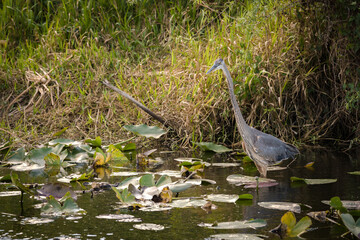Czapla siwa w Everglades © Tomasz