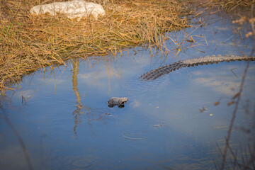 Aligator hunting © Tomasz