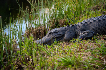 Aligator na czilu © Tomasz