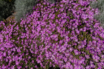 Naklejka premium Pink flowers of Delosperma cooperi, commonly known as the 