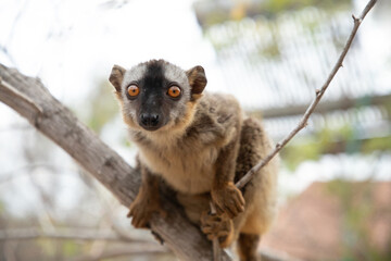 Fototapeta premium Common brown lemur Eulemur fulvus with orange eyes.