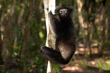 Fototapeta premium Lemur Indri indri, babakoto largest lemur from Madagascar