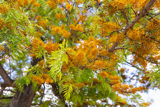 Grevillea robusta, commonly known as the strong grevillea or silk oak, is a spectacular, fast-growing tree from the silver oak family, native to Australia
