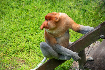 Naklejka premium Proboscis Monkey Nasalis larvatus in mangrove rain forest