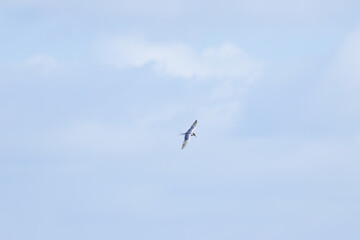 Obraz premium A common tern in the sky from a distance, a common tern in flight against a cloudy sky, a blue-grey sky with clouds, a common tern with outstretched wings, Sterna hirundo