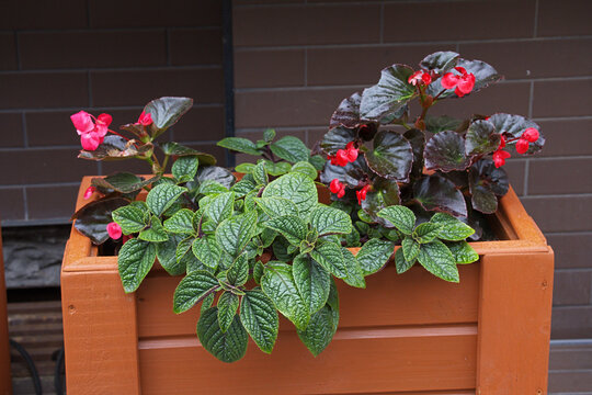 Plectranthus, often known as "house mint", and Begonia semperflorens in a wooden container