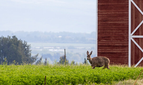 Young blacktail deer near barn in farm field