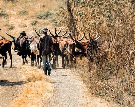A cattle herder guides a herd of long-horned cattle along a dusty rural path in Cameroon. The scene captures traditional pastoral life, livestock management, and agricultural livelihoods in the Africa