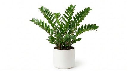 Obraz premium A vibrant green ZZ plant in a minimalist white pot, bringing a touch of nature indoors. isolated on solid white background