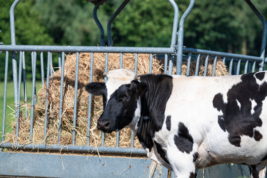 Cattle grazing in fields near Pottes