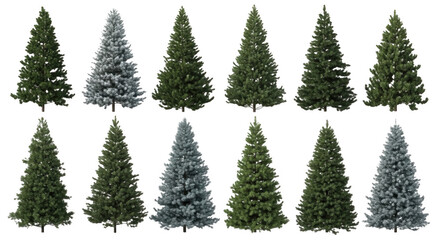 Obraz premium Set of twelve isolated coniferous evergreen trees, including green pine and frosted blue spruce varieties on a black background