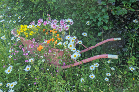 Rosa Schubkarre in einer Sommerblumen Wiese ist bepflanzt mit Margeriten, Stiefm&uuml;tterchen und Verbenen,. Ein Lebensraum f&uuml;r Insekten, Bienen und Schmetterlinge