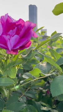 Dolly in shot from pink Rugosa roses to the blue sky of the rising sun