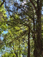 Fototapeta premium tree in the forest