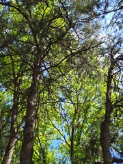 Fototapeta premium tree in the forest