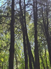 Obraz premium tree in the forest