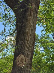Fototapeta premium tree in the forest