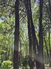 Obraz premium tree in the forest