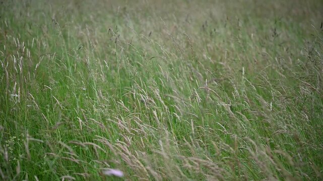 green grass in the wind