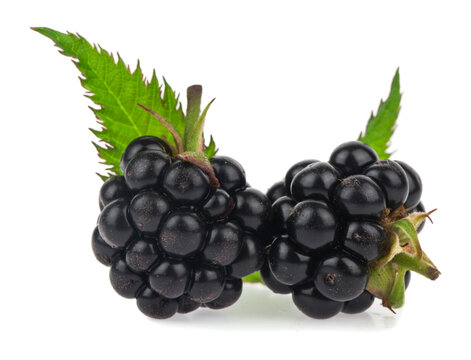 Blackberries isolated on a white background.
