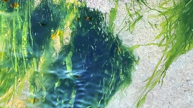 Soft wave motion over sandy seabed with light algae and stones, sunlight creates dynamic caustic patterns in calm underwater environment. High quality 4k footage