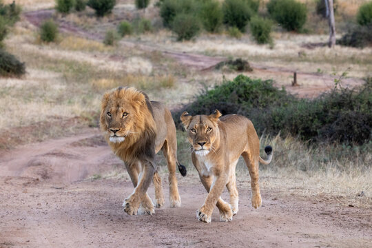 lions okavango delta in moremi running in chobe river national park