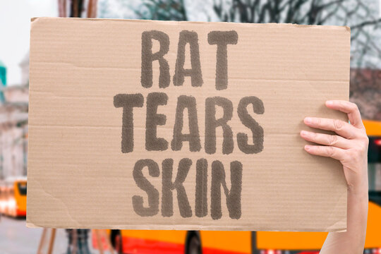 "Rat tears skin" Rodent mutilates itself escaping glue. GLUE. TRAP. CRUELTY. SUFFERING. SELFHARM.