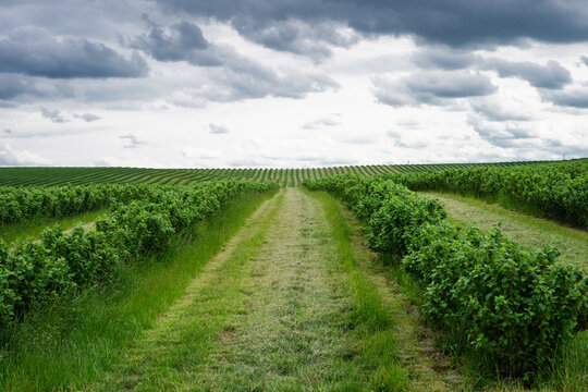 neat, parallel rows of lush green currant shrubs extending across a vast agricultural field under a cloudy, overcast sky.