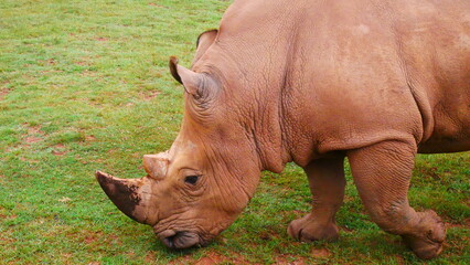 rhino in the wild © Victor
