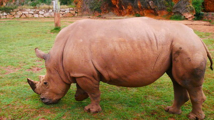 rhino in the zoo © Victor