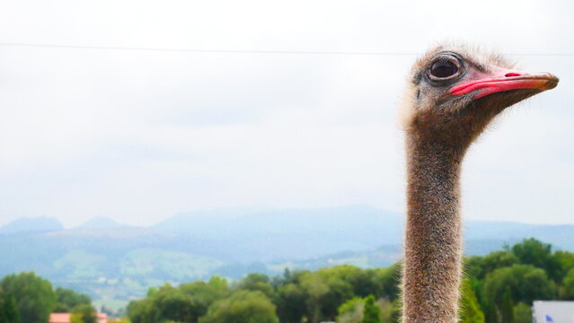 portrait of an ostrich
