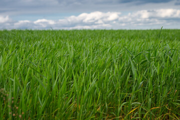 Fototapeta premium a vibrant, lush field of young green cereal crops, such as wheat or rye, stretching toward the horizon under a soft, cloudy sky.