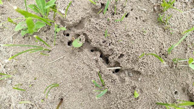Ants in the wild №1