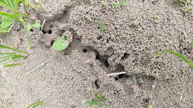Ants in the wild №2