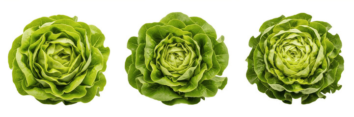 Fototapeta premium Crisp Organic Green Lettuce Head PNG, Fresh Iceberg Salad Cabbage Vegetable Clipart, Isolated Transparent Background Healthy Diet Grocery Ingredient Graphic Design Asset
