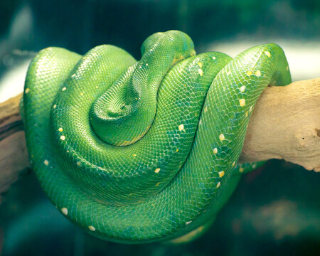 green tree python